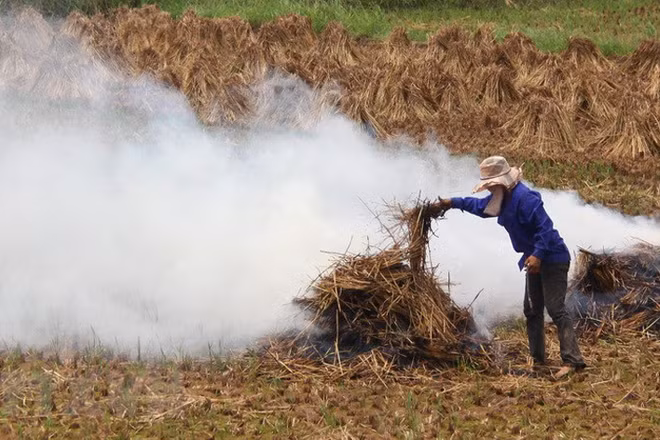 Mỗi năm, Việt Nam thải ra 156 triệu tấn phụ phẩm nông nghiệp. (ảnh minh họa)