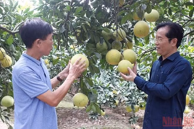 Nông dân xã Đồng Thanh, huyện Kim Động trồng cam, bưởi cho thu nhập từ 250 triệu đồng đến 350 triệu đồng/ ha/ năm. (Ảnh: HÀ GIANG)