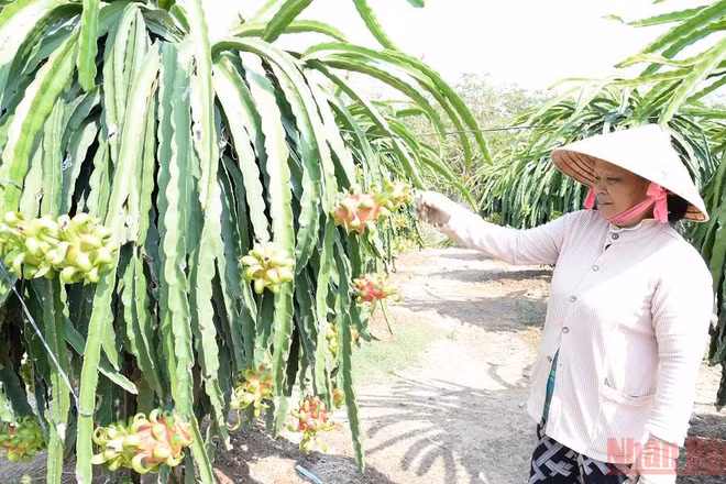Bà con nông dân tỉnh Tiền Giang chăm sóc cây thanh long. 