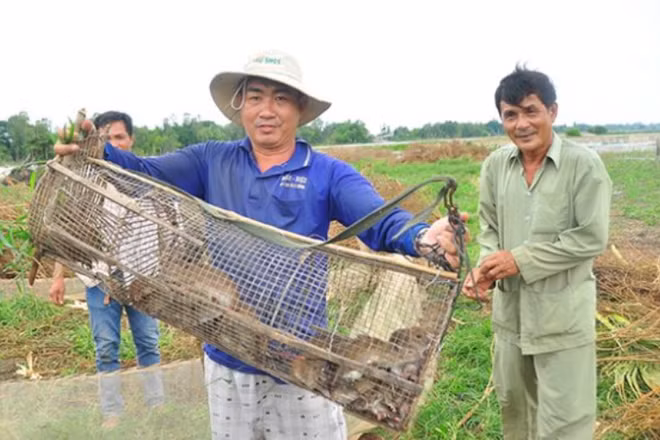 Nông dân miền tây bắt chuột, bảo vệ lúa. (Ảnh: Hòa Hội)