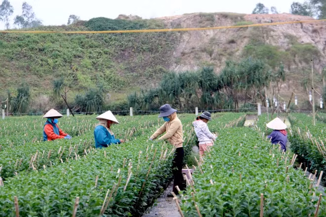 Các nhà vườn đang ngắt nụ hoa cúc.