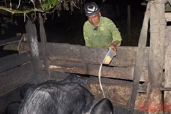 Dậy sớm nhất để cho lợn, gà ăn hay làm các công việc quan trọng sẽ là những người đàn ông trong gia đình.