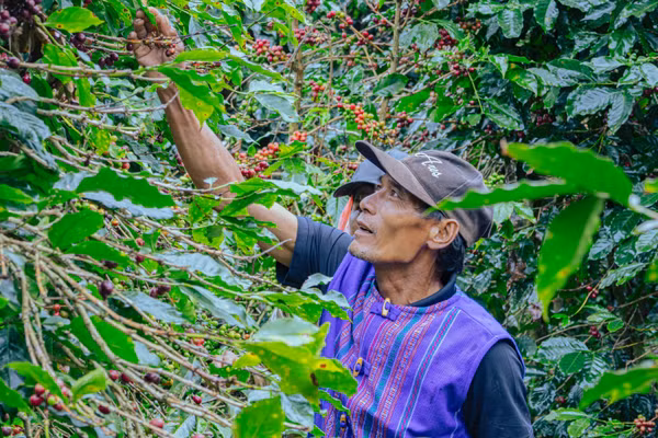 Nông dân thu hái cà phê chín tại vùng trồng cà-phê ở Lâm Đồng - một trong những địa bàn triển khai dự án SCE. (Ảnh: SNV)