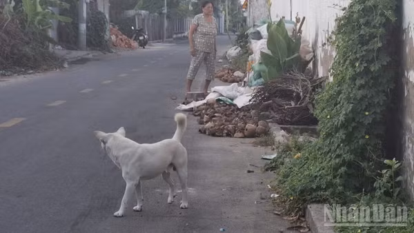 Một con chó thả rông trên địa bàn phường Mỹ Phong, tỉnh Đồng Tháp. (Ảnh: NGUYỄN SỰ)