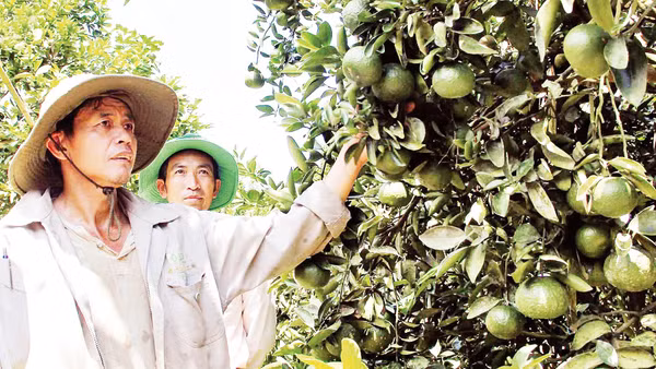 Mô hình sinh kế giúp nhiều hộ dân tăng thu nhập, cải thiện đời sống.