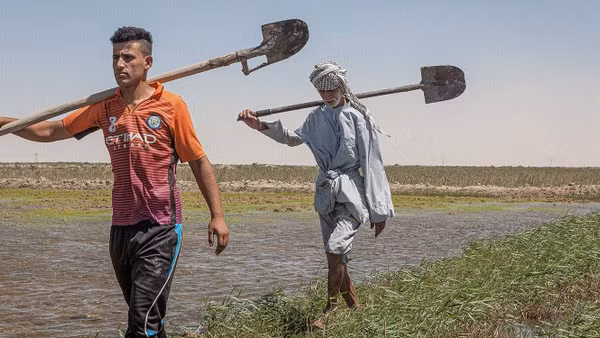 Cải tạo đất - yếu tố sống còn đối với môi trường sinh thái Iraq. 
