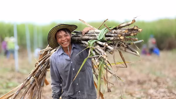 Là nguồn nguyên liệu chủ lực trong sản xuất E10, nhu cầu mía phục vụ sản xuất ethanol có thể đạt 14-20 triệu tấn mỗi năm.