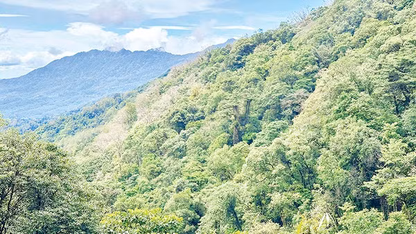 Nhận diện sâm Ngọc Linh bằng phương pháp khoa học 