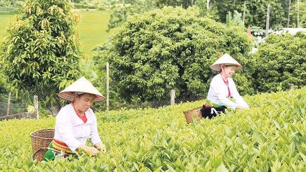 Từ nguồn vốn chính sách, người dân xã Long Cốc đã khai thác tốt tiềm năng, lợi thế địa phương để phát triển cây chè kết hợp du lịch sinh thái, tạo nguồn thu bền vững. 