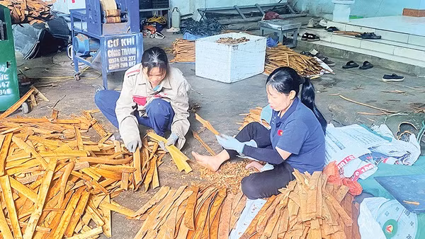 Công nhân bóc, cạo vỏ quế có thu nhập khoảng 300-350 nghìn đồng/người/ngày. 