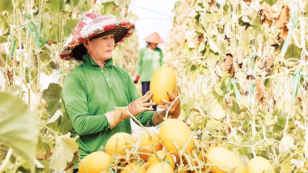 Xã Mỹ Sơn, tỉnh Khánh Hòa chủ trương đẩy mạnh ứng dụng công nghệ cao theo quy trình thống nhất trong sản xuất nông nghiệp. 