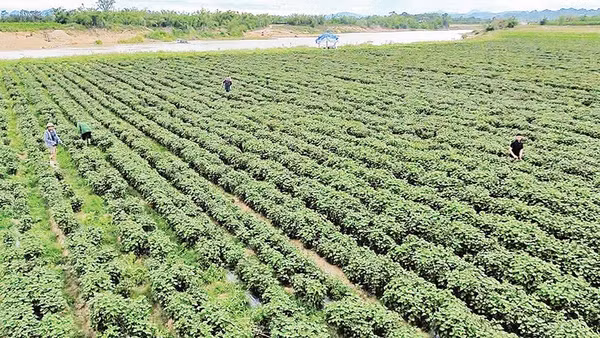 Trên cánh đồng ven sông Con qua xã Nghĩa Đồng, những luống tía tô xanh mướt đang mở ra hướng đi mới cho người dân. 