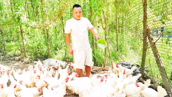 Mô hình nuôi gà Ai Cập lấy trứng của anh Nguyễn Thành Tuân đang mang lại nhiều tiềm năng.
