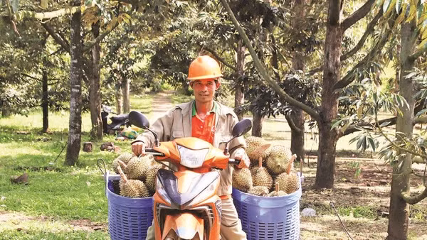 Anh KaTơ Nguốn thu hoạch sầu riêng.