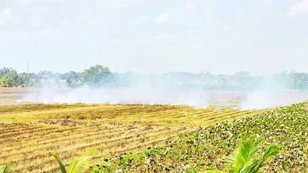 Đốt đồng tiềm ẩn nhiều nguy cơ và lãng phí nguồn rơm rạ.