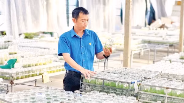 Anh Thái Xuân Biên kiểm tra quy trình nuôi cấy mô cây giống lâm nghiệp tại phòng thí nghiệm Công ty cổ phần Công nghệ sinh học lâm nghiệp Thái Xuân Biên.