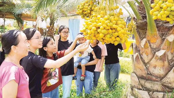 Du khách tham quan Vườn sinh thái Chala Farm tại phường biên giới Hồng Ngự, tỉnh Đồng Tháp.