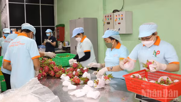 Thanh long Tây Ninh là một trong các sản phẩm góp phần thu về ngoại tệ từ việc xuất khẩu vào thị trường Mỹ. (Ảnh THANH PHONG)