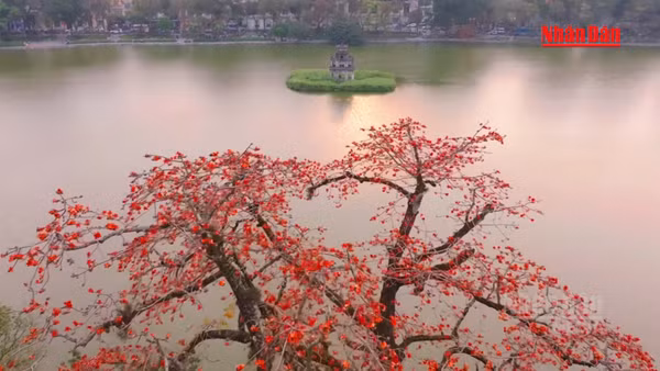 [Video] Hà Nội cấm trồng 18 loài cây