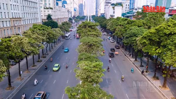 [Video] Hà Nội bắt đầu cắt tỉa chùm hoa của gần 1.000 cây hoa sữa