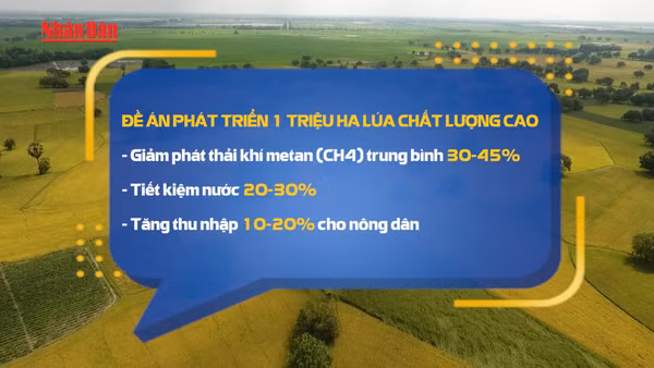 [Video] Thí điểm 15 mô hình trồng lúa, mía bán tín chỉ carbon đến 2035