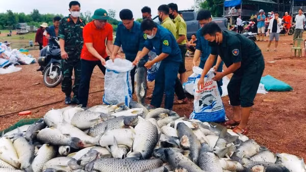 Lực lượng chức năng phường Trị An hỗ trợ vớt số cá chết lên bờ để người dân bán cho đơn vị làm phân vi sinh.