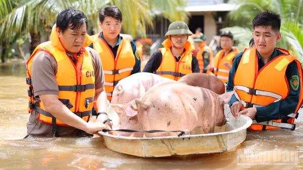 Lực lượng Công an thành phố Đồng Nai hỗ trợ người dân di tản đàn heo đến khu vực an toàn do trang trại ngập nước tại xã Bình Minh trong ngày 24/9. (Ảnh: THIÊN VƯƠNG)