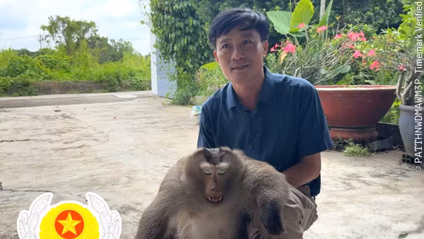 Một cá thể khỉ hoang dã được lực lượng kiểm lâm Đồng Nai khống chế. (Ảnh: Kiểm lâm Đồng Nai)