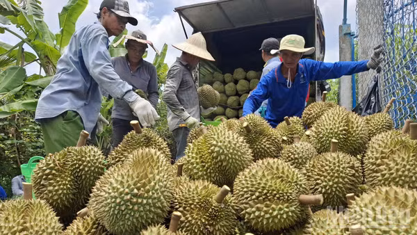 Sản lượng sầu riêng trên địa bàn tỉnh Đồng Tháp hằng năm là rất lớn. (Ảnh: NGUYỄN SỰ)