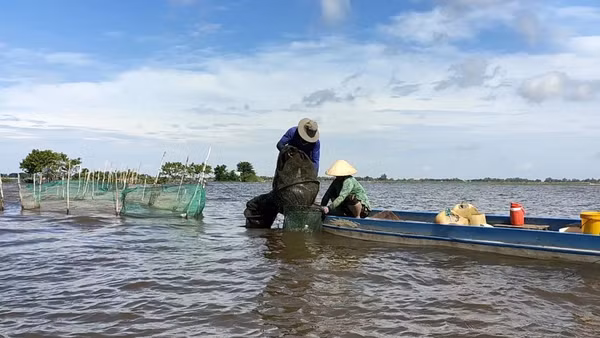 Mùa nước nổi đã mang lại lợi ích kép cho cư dân vùng đầu nguồn châu thổ Cửu Long. 