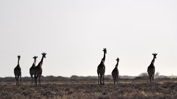 Hươu cao cổ dạo chơi trong Vườn quốc gia Etosha ở Namibia. (Ảnh minh họa: XINHUA)
