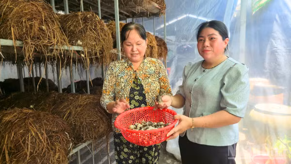 Gia đình bà Nguyễn Thị Tươi, xã Vị Thanh 1, thành phố Cần Thơ gắn bó nhiều năm với mô hình sản xuất nấm rơm tạo thêm thu nhập. (Ảnh: VĂN ÚT)