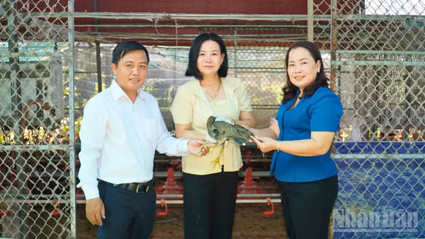 Bà Đỗ Thị Bích Phượng (áo xanh), Phó Bí thư Thường trực Đảng ủy xã Tân Bình thăm Hợp tác xã Ngũ Thường Mekong triển khai thêm mô hình nuôi gà tre thương phẩm. (Ảnh: VĂN ÚT)