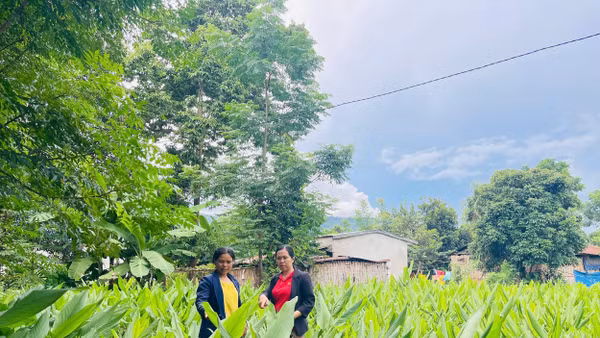 Vùng nguyên liệu gừng của Công ty Dược liệu Thảo Nguyên Dato.