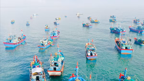 Tỉnh Quảng Ngãi định hướng phát triển đội tàu khai thác hải sản bền vững. Ảnh: NT
