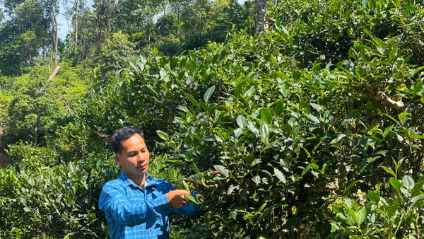 Lý Đức Dân bên vườn chè của gia đình. Ảnh: Tâm Thanh
