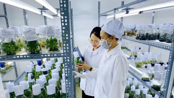 Lưu giữ nguồn gen cây giống cấy mô tại Trung tâm Đổi mới sáng tạo và chuyển đổi số tỉnh Lâm Đồng.