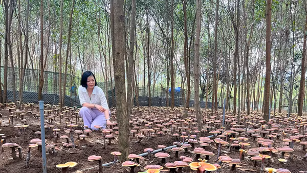 Mô hình trồng nấm linh chi đỏ dưới tán keo do TS Hà Thị Thu Huế cùng nhóm nghiên cứu triển khai đã thu hút hơn 20 hộ dân tham gia. Ảnh VNU.