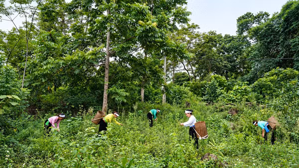 Người dân Phú Thọ khai thác các cây dược liệu quý dưới tán rừng. Ảnh: Thành Dân