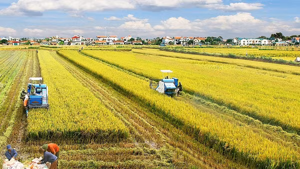 Sản xuất nông nghiệp tại khu vực đồng bằng sông Cửu Long chịu tác động lớn từ biến đổi khí hậu 