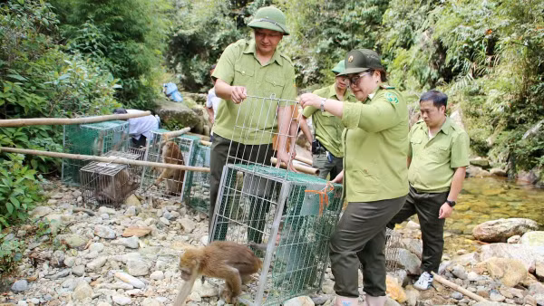 Vườn Quốc gia Hoàng Liên tái thả 46 cá thể động vật hoang dã thuộc 10 loài về tự nhiên, góp phần phục hồi quần thể, bảo tồn nguồn gen và đa dạng sinh học. 