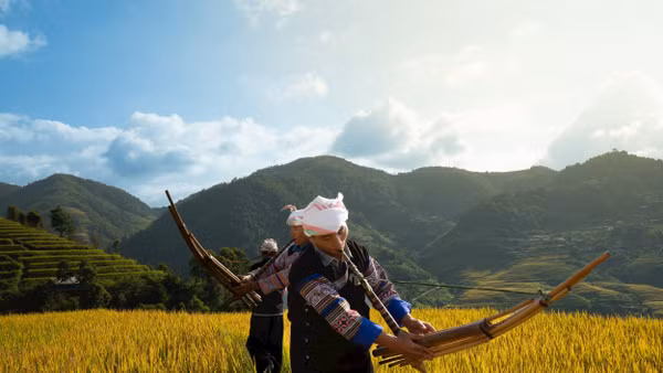 Biểu diễn khèn H’Mông giữa mùa vàng Lao Chải.