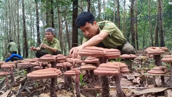 Mô hình trồng thử nghiệm linh chi dưới tán rừng tại Ban Quản lý rừng phòng hộ Xuân Lộc. 