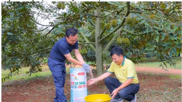 Thạc sĩ Trần Văn Vĩnh (chủ vườn sầu riêng tại Krông Pắk, Đắk Lắk) sử dụng bộ sản phẩm Phân bón Cà Mau. (Nguồn ảnh: Đạm Cà Mau)