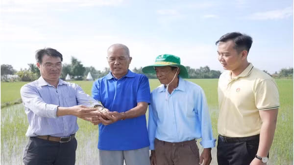 Ông Lê Văn Trạng (Tây Ninh) học hỏi "Bí kíp vàng" từ Phân bón Cà Mau trong canh tác lúa hiệu quả. (Ảnh: Đạm Cà Mau)