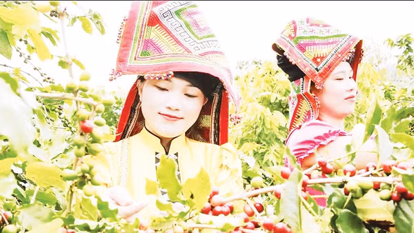 Diện tích vùng trồng cà-phê Arabica ở Sơn La đang có 33.628 ha. Ảnh: Minh Thu