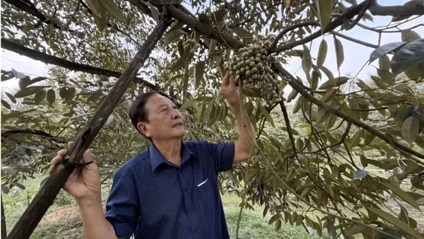 Ông Lê Văn Sáu bên vườn sầu riêng. Ảnh: Tấn Phong