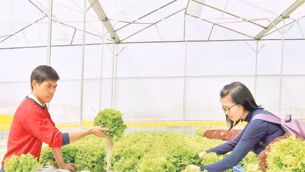 Lâm Đồng tích cực xây dựng các mô hình sản xuất rau công nghệ. Ảnh: VĂN BẢO