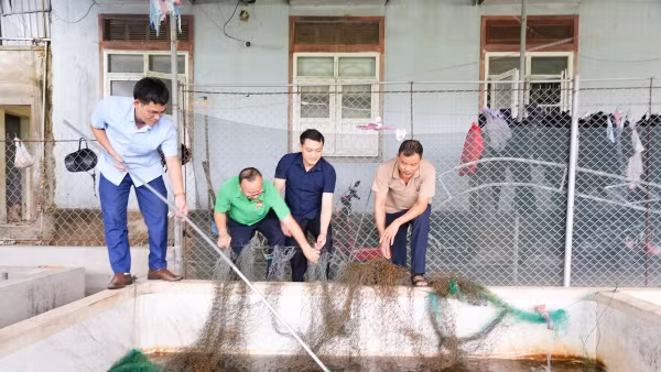 Một mô hình nuôi lươn không bùn ở Nghệ An.