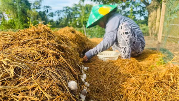 Hướng dẫn nông hộ sử dụng rơm rạ để trồng nấm. Ảnh: Rikolto